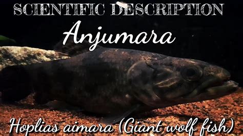 Scientific Description Hoplias Aimara Giant Wolf Fish Anjumara