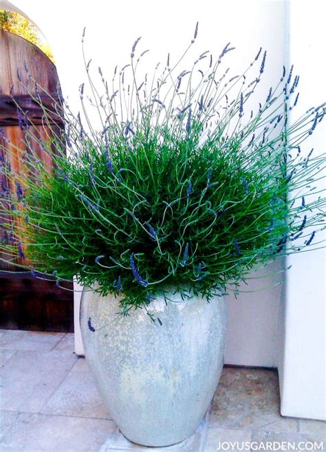 How to Plant Lavender in Pots: A Guide For Beginners