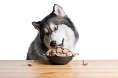 Conseils sur l alimentation d un Husky Sibérien chiot ou adulte