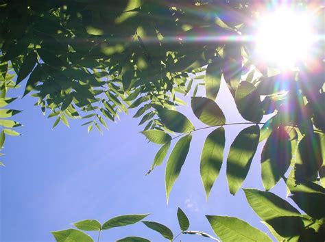 Free Images Tree Branch Light Plant Sunlight Leaf Flower Green