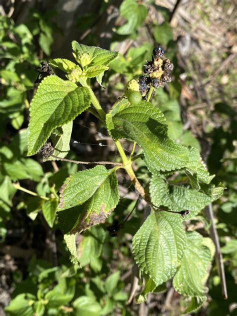 Common Lantana From Warwick North AU QL AU On April 11 2024 At 03