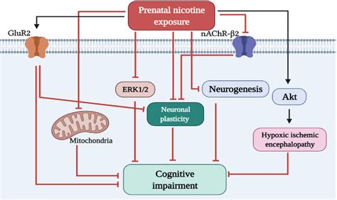 Figure 1 From Mechanisms Underlying Cognitive Impairment Induced By