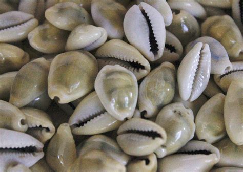 Tiger Cowrie Seashells Cowry Shells California Seashell Company