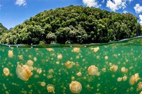 Jellyfish Lake | Eil Malk Island, Palau. 🇵🇼 : r/worldwonders