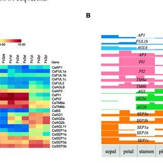 Expression Profiles Of Abc D E Genes In The Four Whorls Of The Flower