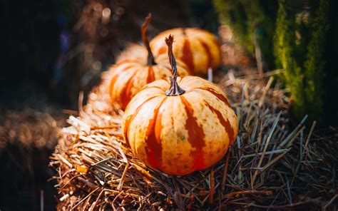 Download wallpaper 3840x2400 pumpkins, hay, autumn, macro 4k ultra hd ...