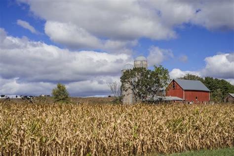 Corn And Dairy Farm Photographic Print Steven Gaertner