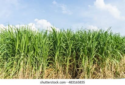 Sugarcane Plantationsugar Cane Plantationsugar Industry Stock Photo