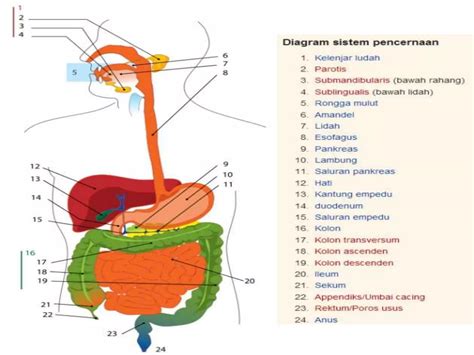 Anatomi Fisiologi Sistem Pencernaan Pptx