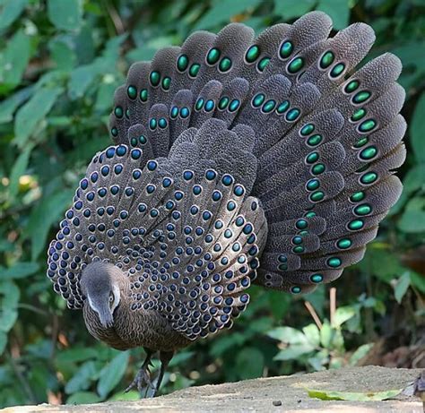 Buy Grey Peacock Pheasants For Sale Global Crystal Poultry