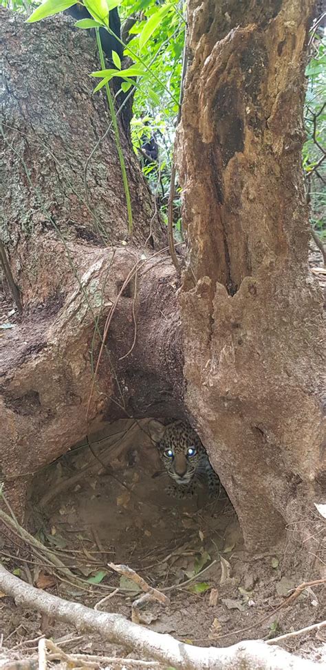 Nacieron dos yaguaretés silvestres en los Esteros del Iberá tras 70