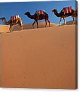 Tuareg Man Camels Erg Chebbi Sahara 1 By Peter Adams