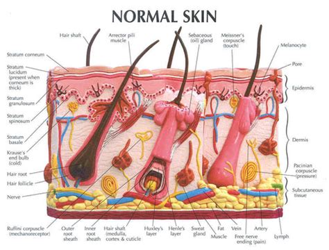 Labeled Skin Model Flashcards | Quizlet