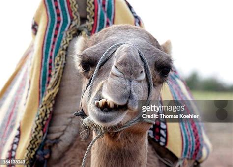 Camel Chewing Photos and Premium High Res Pictures - Getty Images