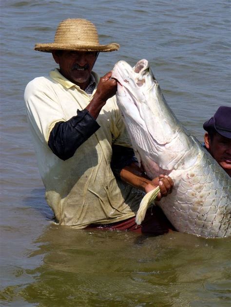 Amazing Arapaima Photos Of The Amazon S Biggest Fish Live Science