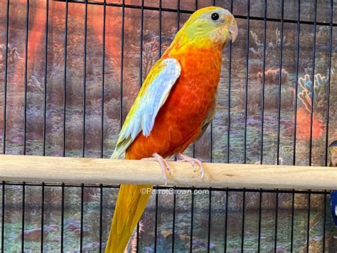 Yellow Red Fronted Turquoisine Parakeet for sale - ParrotCrown.com