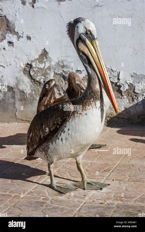 Brown Peruvian Pelicans Portrait In Paracas Peru Stock Photo Alamy