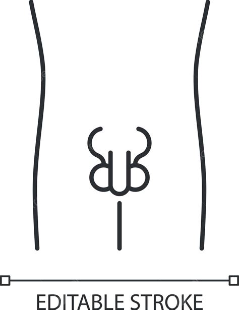 Linear Icon Of Healthy Male Reproductive System With Editable Strokes Vector Body Concept