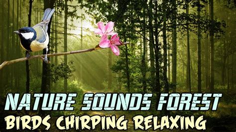 Nature Sounds Forest In The Morning Birds Chirping Youtube