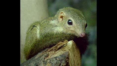 Treeshrews - YouTube