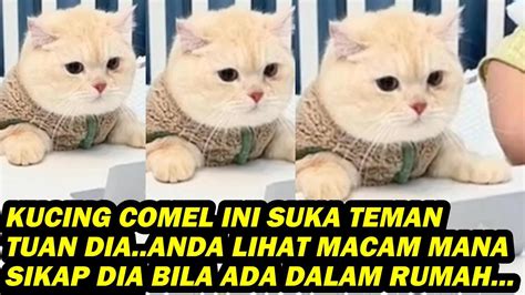 Kucing Comel Ini Suka Teman Tuan Dia Lihat Macam Mana Sikap Dia Bila