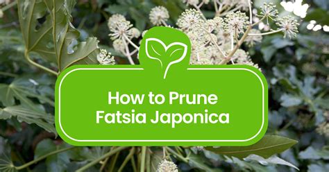 Mock Orange Pruning Made Easy: A Step-by-Step Guide - Plant Propagation