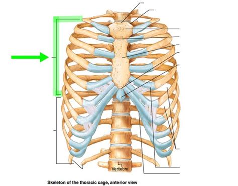 Ribs And Sternum Flashcards Quizlet