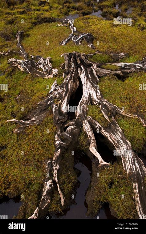 Ardara County Donegal Ireland Bog oak tree roots Stock Photo - Alamy