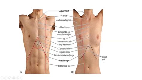 Thorax Introduction 2 Surface Landmarks YouTube