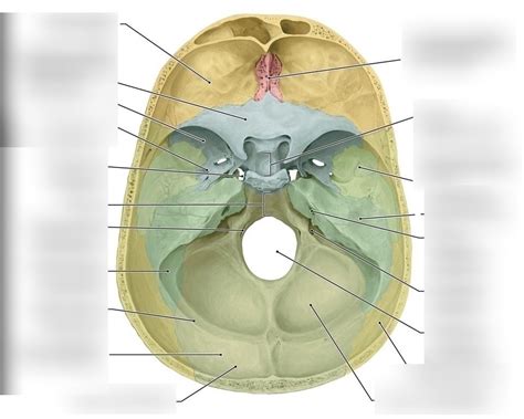 Schaubild Sch Del Foramen Und Fossa Quizlet