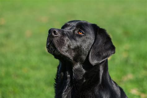 Black Labrador Retriever Male Adult Stock Photo Image Of Grass