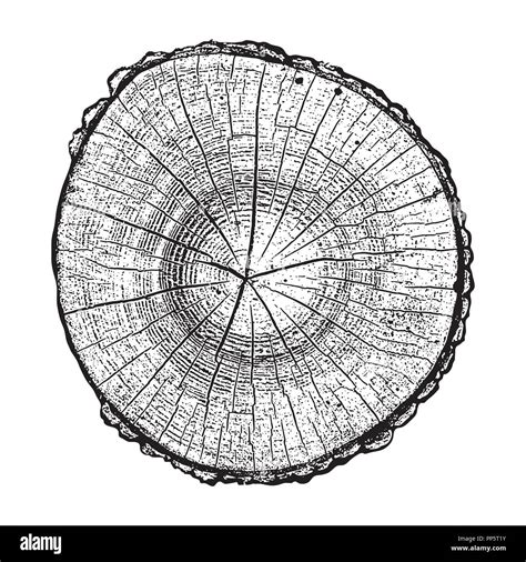 Tree Log Wood Growth Rings Grunge Texture Vector Illustration Stock