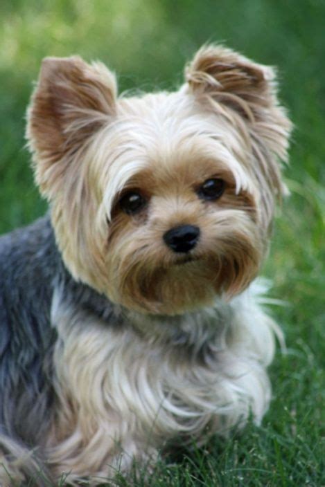 Yorkie Puppies Breeds