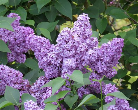 Best flowering shrubs: 13 blooming shrubs to add to a garden | Homes & Gardens