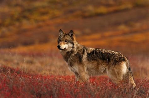 Wolf In Denali Park Alaska Alaska Pinterest