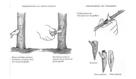 Comment Greffer Un Pommier Le Guide Complet Jardin Au Naturel