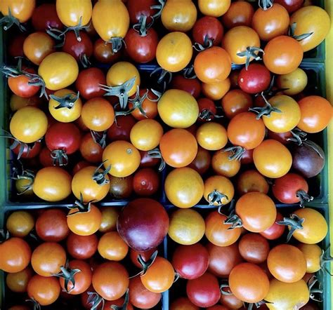 Rainbow Cherry Tomato Mix Half A Flat Tomato Palooza Mariquita Farm