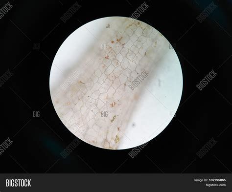 Aquatic Plant Cell Image And Photo Free Trial Bigstock