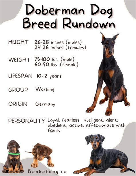 Doberman Pinscher Dog Breed Information — Book of Dog