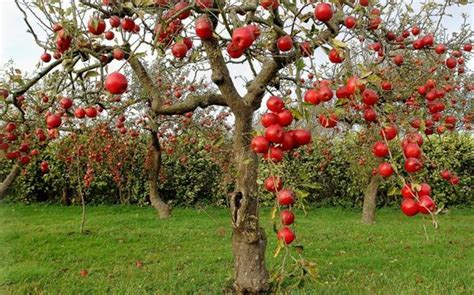 Details Imagen De Rboles Frutales Abzlocal Mx