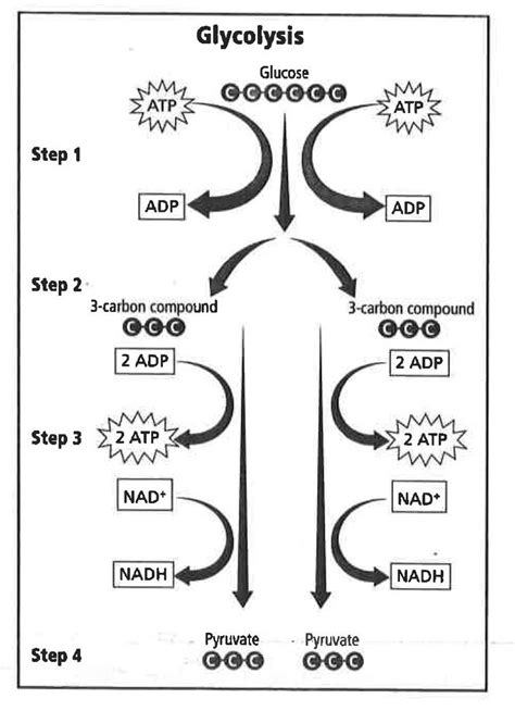 Diagram For Glycolysis Glycolysis Diagram