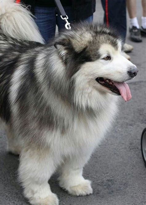 Malamute And Samoyed Mix Hotsell Danzhaocc