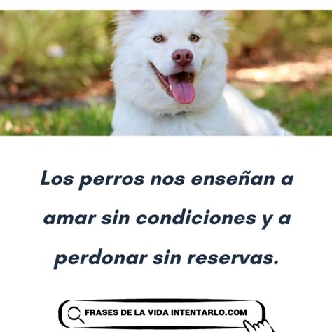 40 Frases De Perros El Lenguaje Del Amor Canino