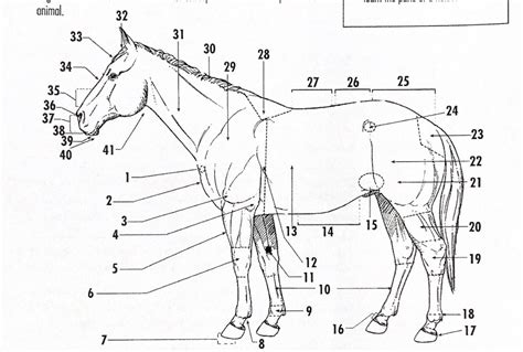 Horse Anatomy Diagram Quizlet