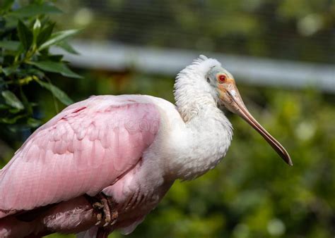 Roseate Spoonbill Platalea Ajaja In The Americas Stock Photo Image