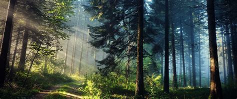 Wallpaper Sunlight Trees Nature Photography Green Morning Mist