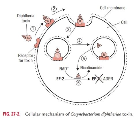 Pathogenesis and Immunity - Corynebacterium diphtheria