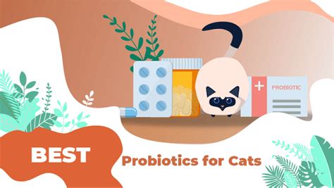 Best Probiotics For Cats - LOL Cats