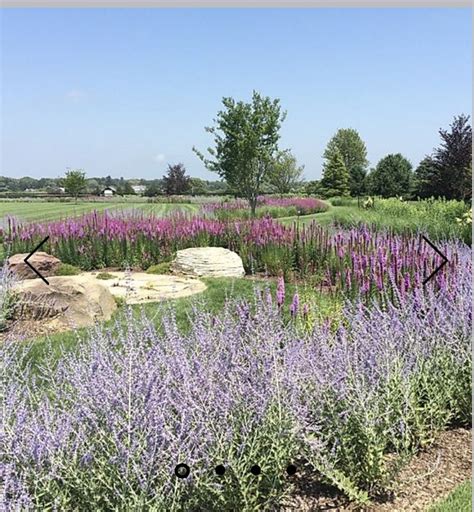 Pin By Jennifer Volosik On Ground Cover Ground Cover Outdoor