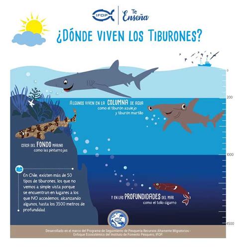 Hábitat de los tiburones Explorando sus hogares marinos grupoalgalia es